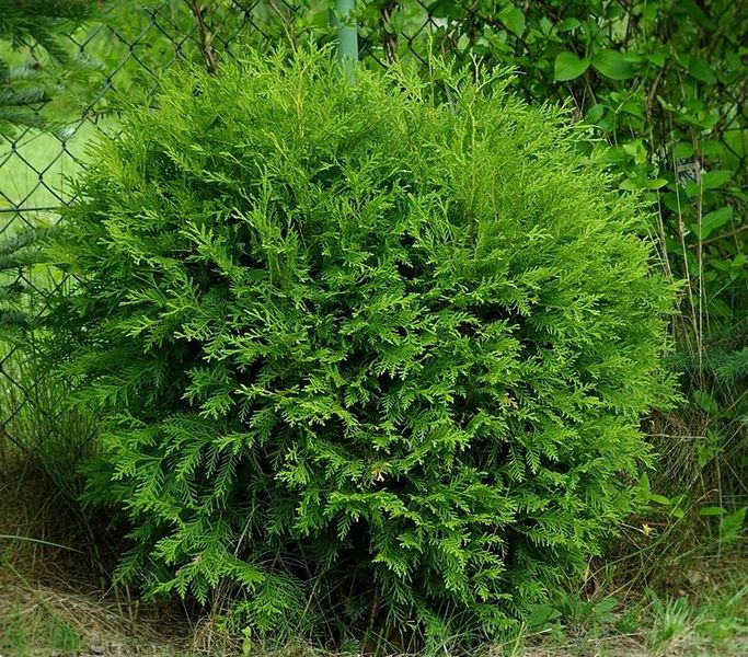 THUJA OCC. LITTLE CHAMPION