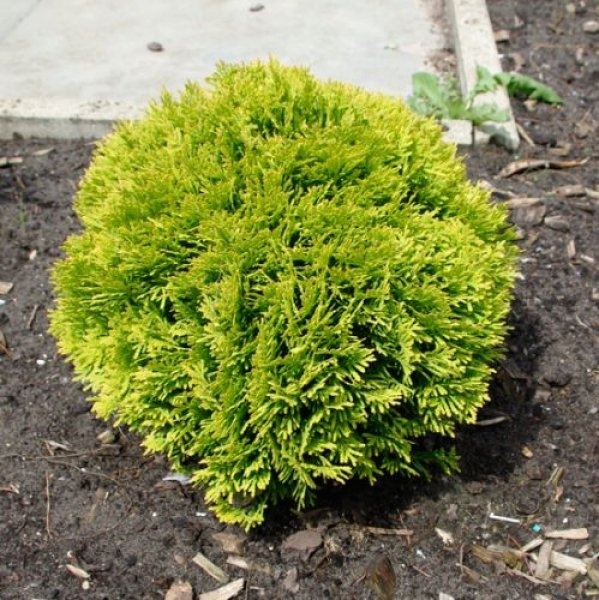 THUJA OCC. MIRJAM