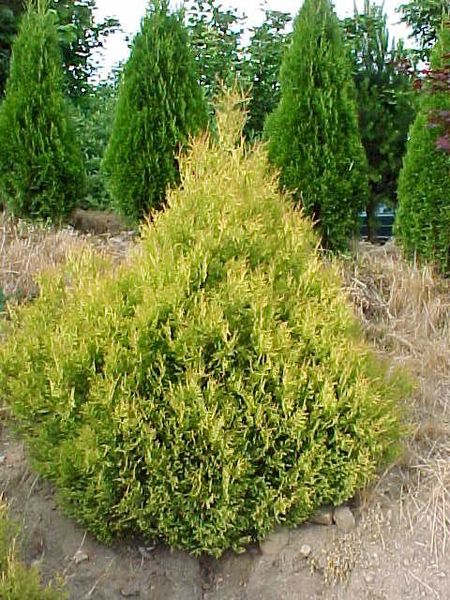 THUJA OCC. RHEINGOLD