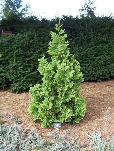 THUJA OCC. SPIRALIS MINI