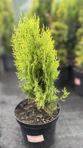 THUJA OR. AUREA NANA