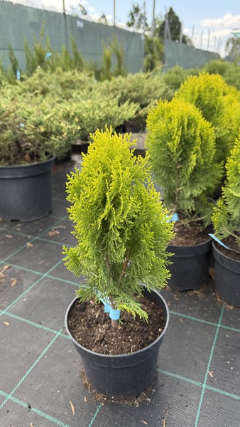 THUJA OR. BERKMANNI