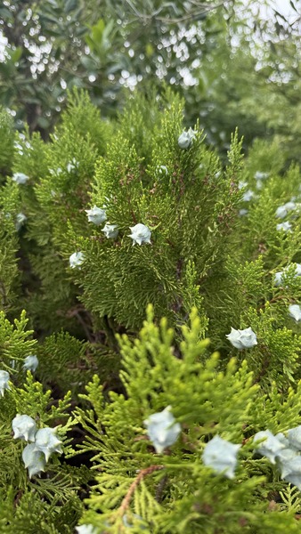 THUJA OR. COMPACTA NANA AUREA