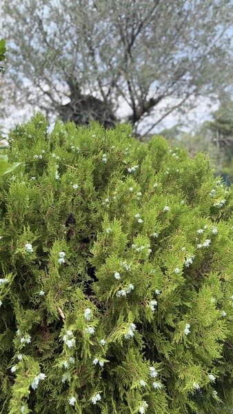 THUJA OR. COMPACTA NANA AUREA