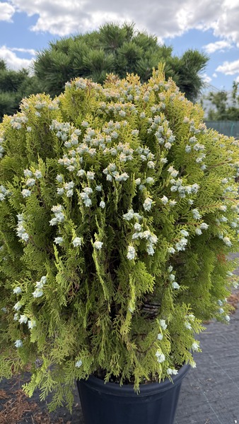 THUJA OR. NANA AUREA
