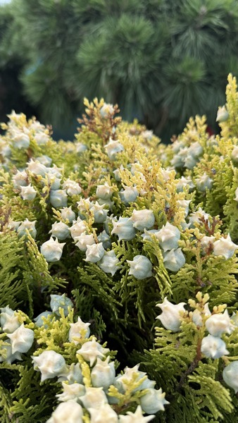 THUJA OR. NANA AUREA