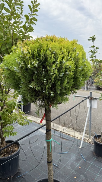 THUJA OR. NANA AUREA