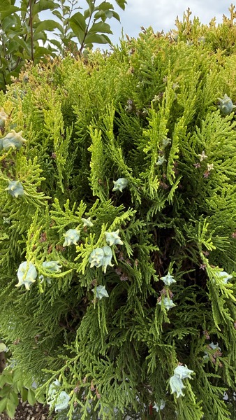 THUJA OR. NANA AUREA