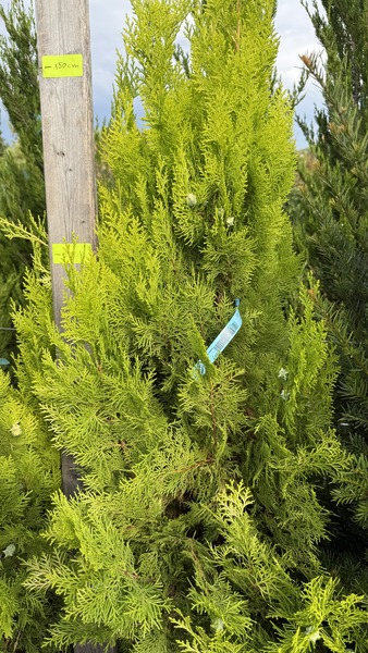 THUJA OR. PYRAMIDALIS AUREA