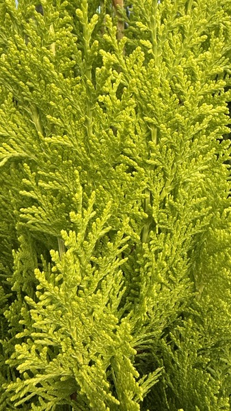 THUJA OR. PYRAMIDALIS AUREA