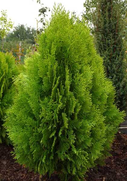 THUJA OR. BERKMANNI
