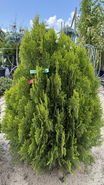 THUJA ORIENTALIS AUREA NANA