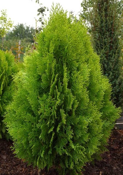THUJA OR. BERKMANNI