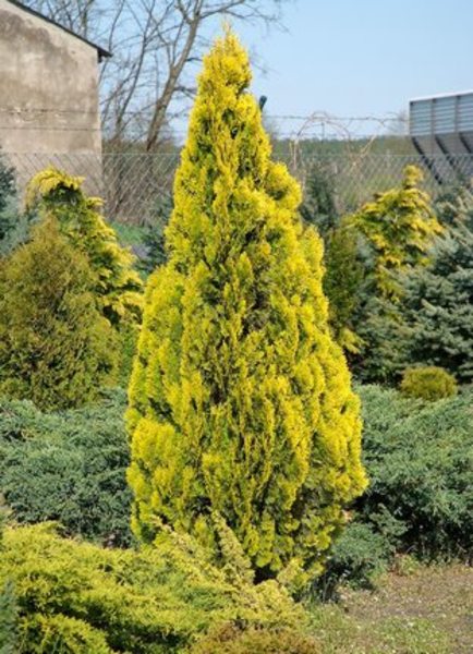 THUJA OR. PYRAMIDALIS AUREA