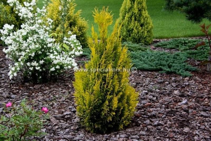 THUJA PLICATA 4EVER GOLDY