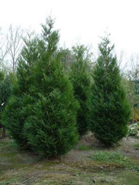 THUJA PLICATA ATROVIRENS