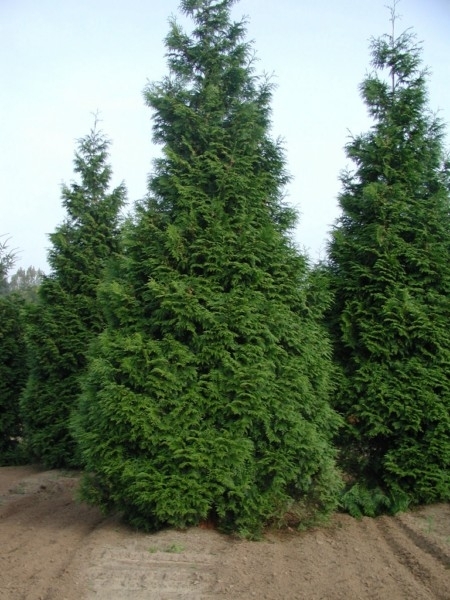 THUJA PLICATA ATROVIRENS