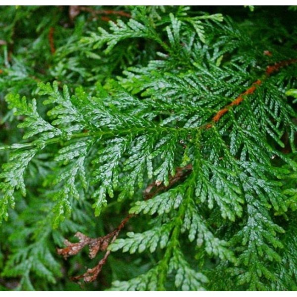 THUJA PLICATA ATROVIRENS