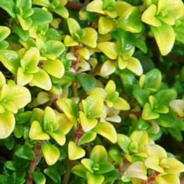 THYMUS CITR. BERTRAM ANDERSON
