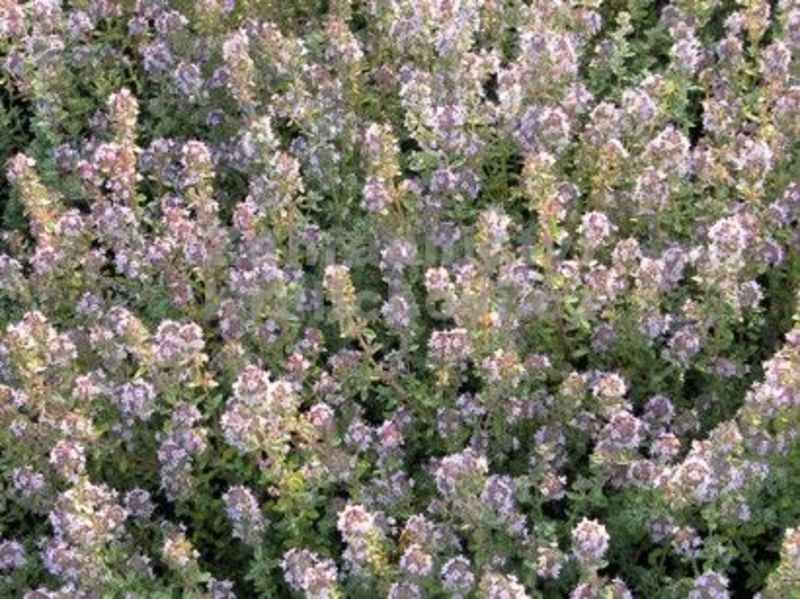 THYMUS CITR. SILVER KING