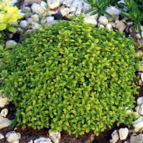 THYMUS CITR. BERTRAM ANDERSON