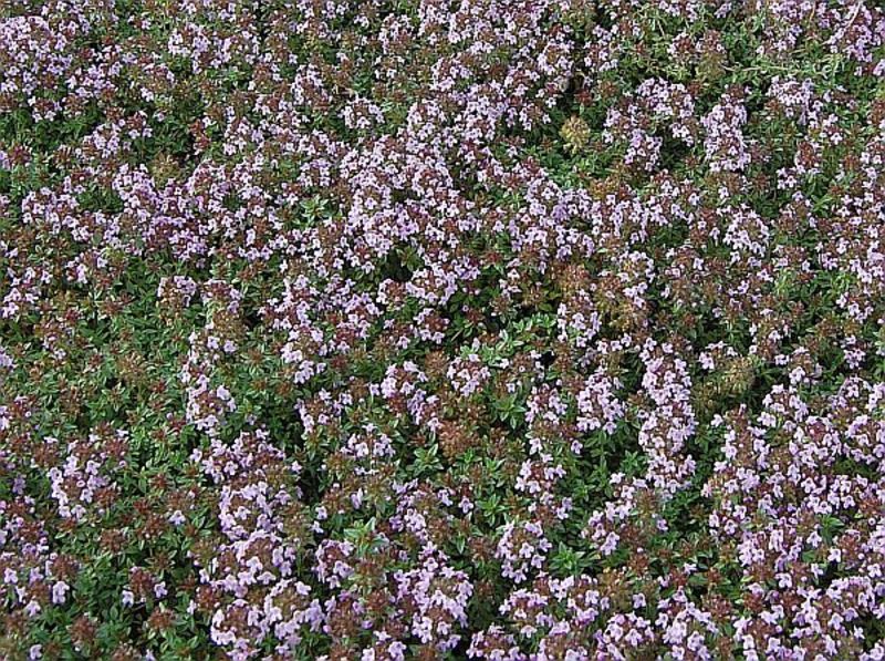 THYMUS HERBA-BARONA CITRIODORA