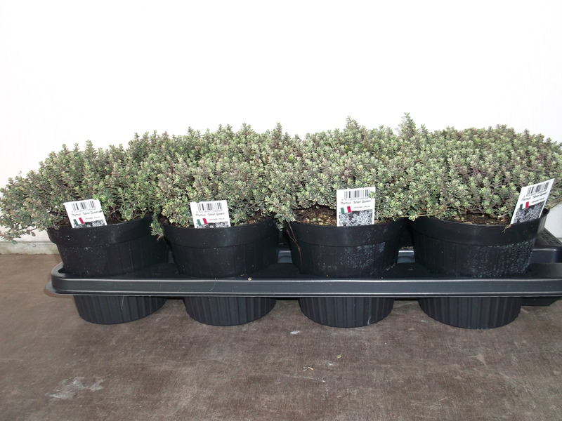 THYMUS CITR. SILVER QUEEN