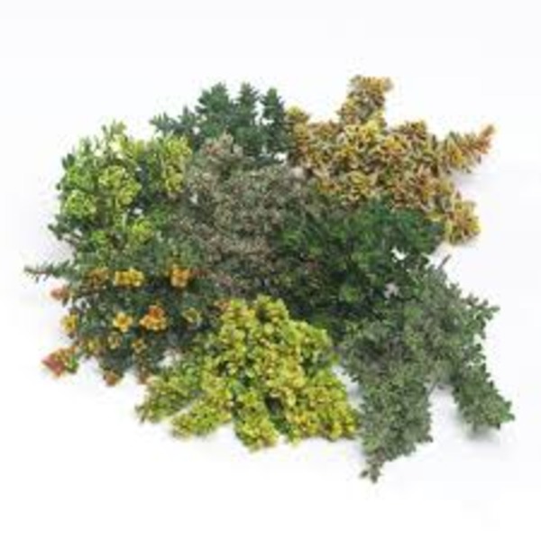 THYMUS MIX