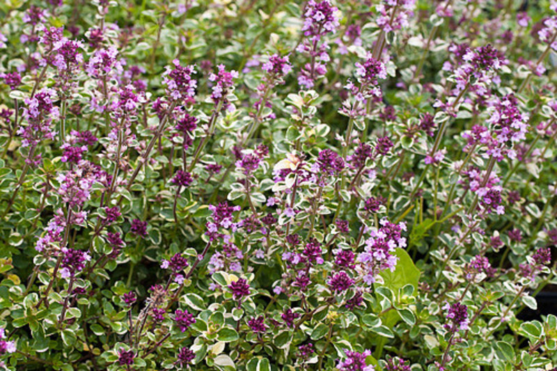 THYMUS PULEGIOIDES FOXLEY