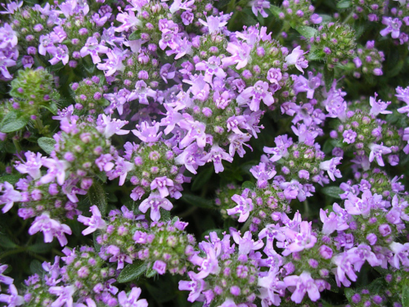 THYMUS SERPYLLUM MAGIC CARPET