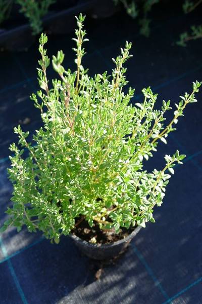 THYMUS VULGARIS
