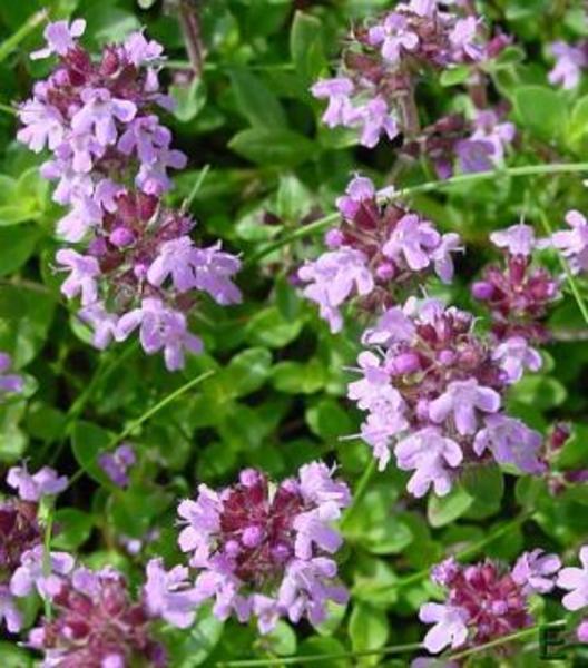 THYMUS VULGARIS