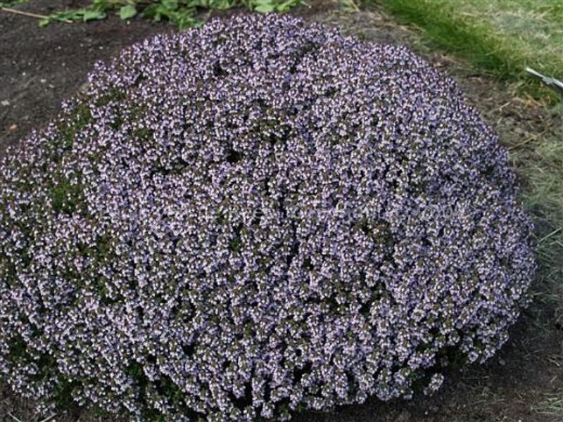 THYMUS VULGARIS COMPACTUS