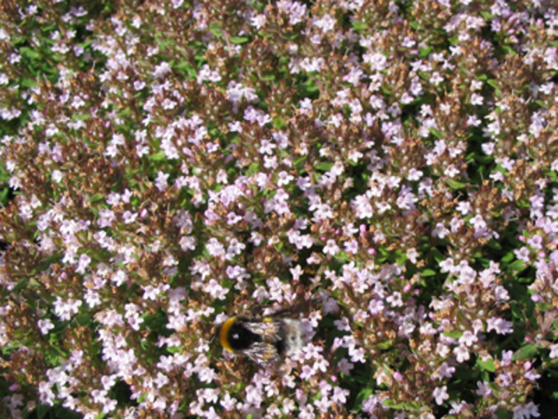 THYMUS VULGARIS COMPACTUS