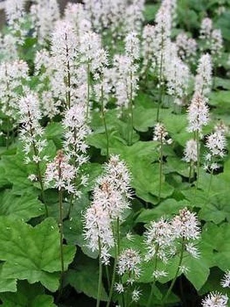 TIARELLA WHERRYI