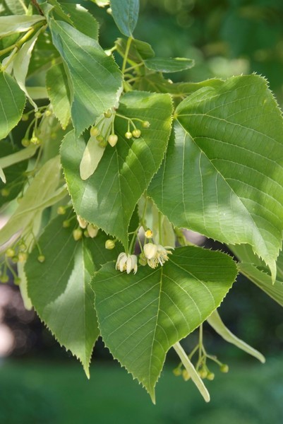 TILIA AMERICANA NOVA