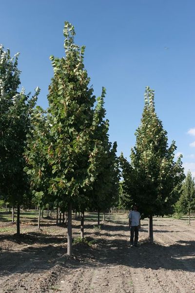 TILIA AMERICANA NOVA
