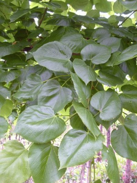TILIA AMERICANA NOVA