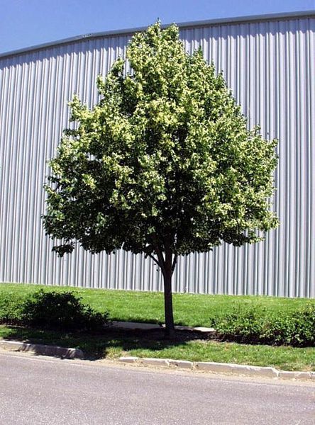 TILIA CORDATA