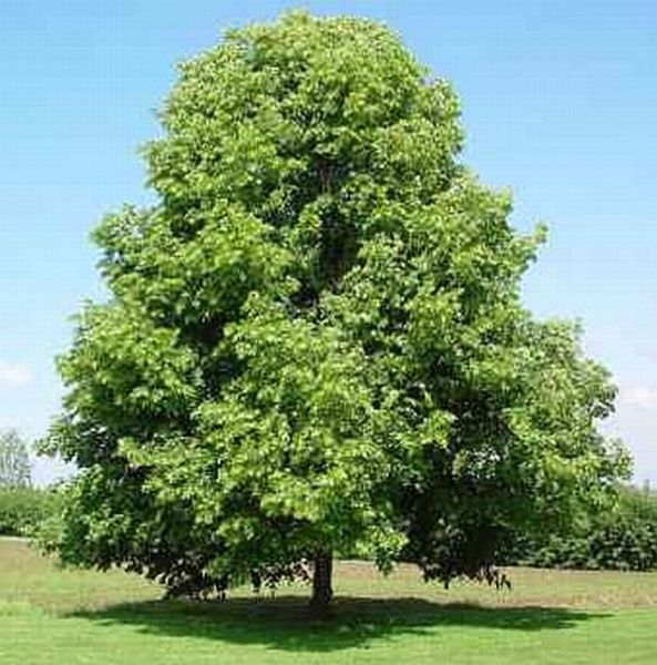 TILIA CORDATA