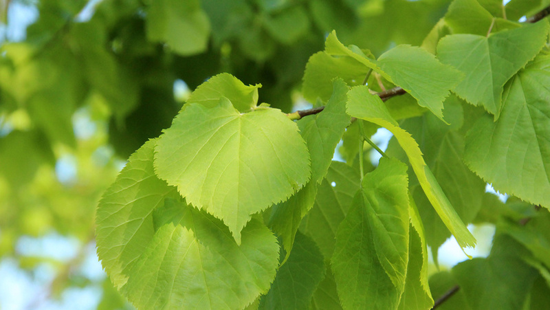 TILIA CORDATA GREENSPIRE