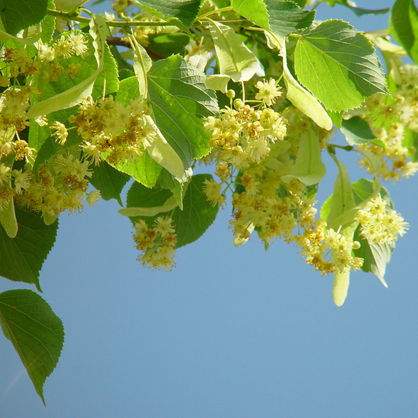 TILIA CORDATA