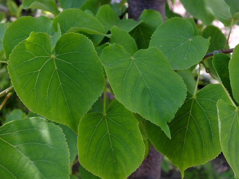 TILIA CORDATA SAVARIA
