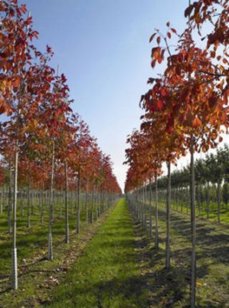 TILIA CORDATA WINTER ORANGE