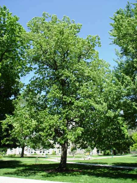 TILIA EUROPAEA EUCHLORA