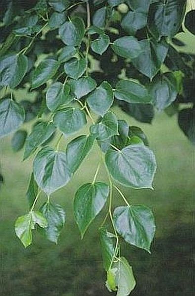 TILIA EUROPAEA EUCHLORA