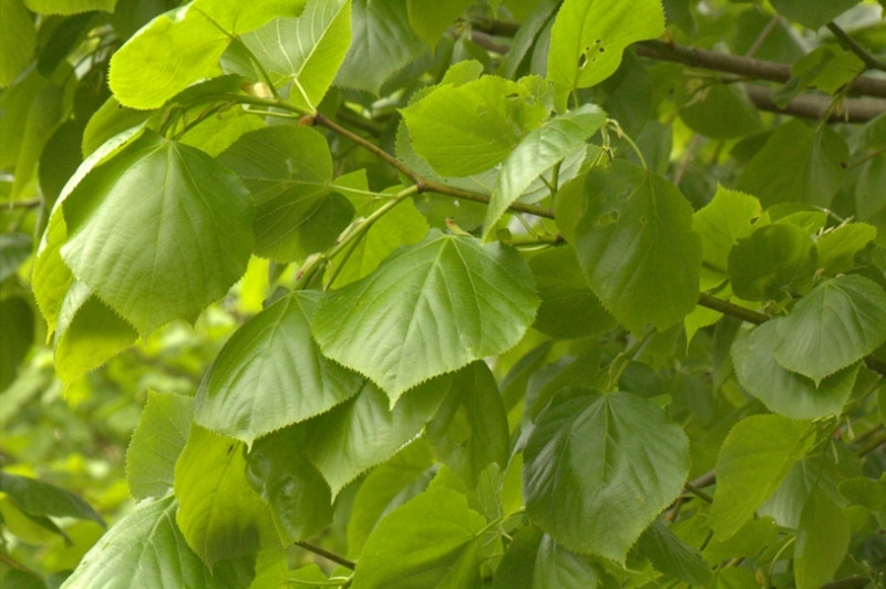 TILIA EUROPAEA EUCHLORA
