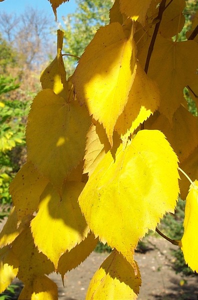 TILIA MONGOLICA HARVEST GOLD