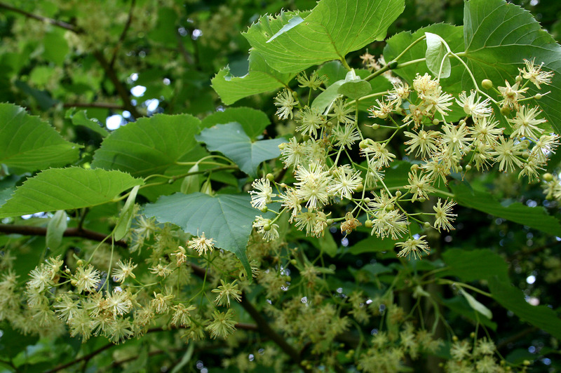 TILIA INSULARIS