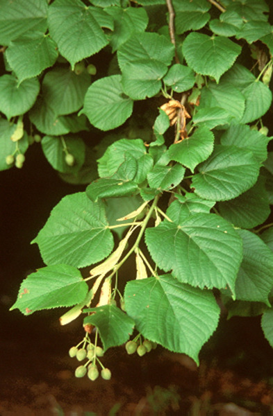 TILIA PLATYPHYLLOS